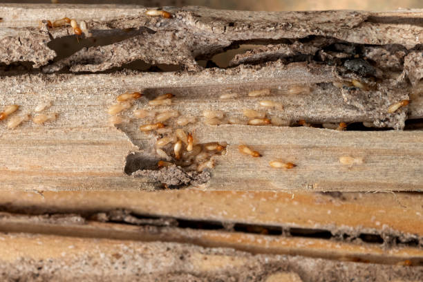 Best Cockroach Control Services  in Rockcreek, OR